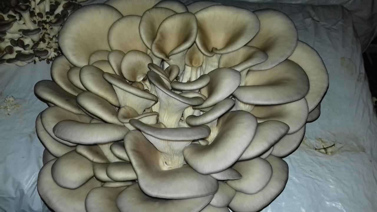 Home Of Nature - Kuca Prirode Odzak Екстер'єр фото