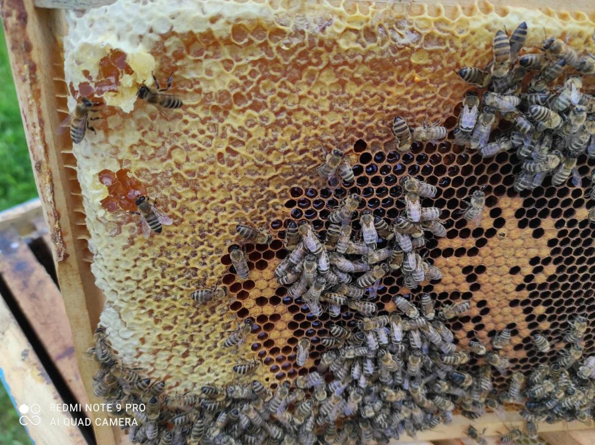 Home Of Nature - Kuca Prirode Odzak Екстер'єр фото